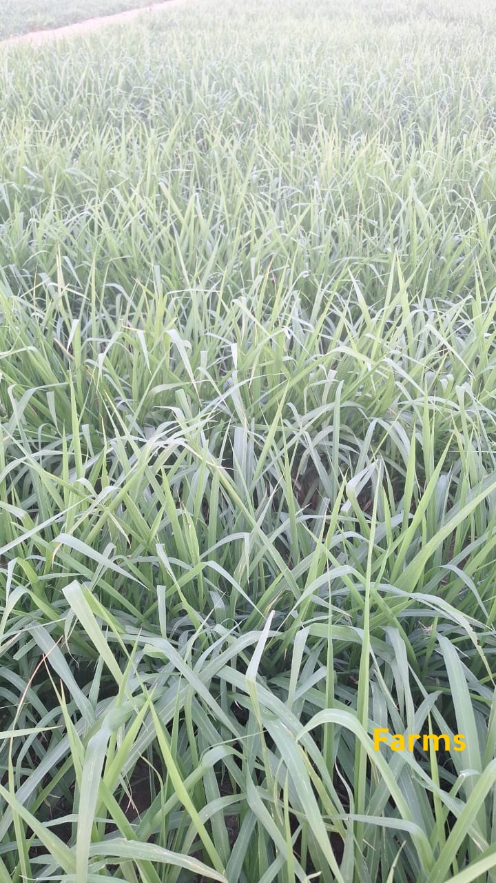 للبيع محبس كامل بونيكام 80*20 متر