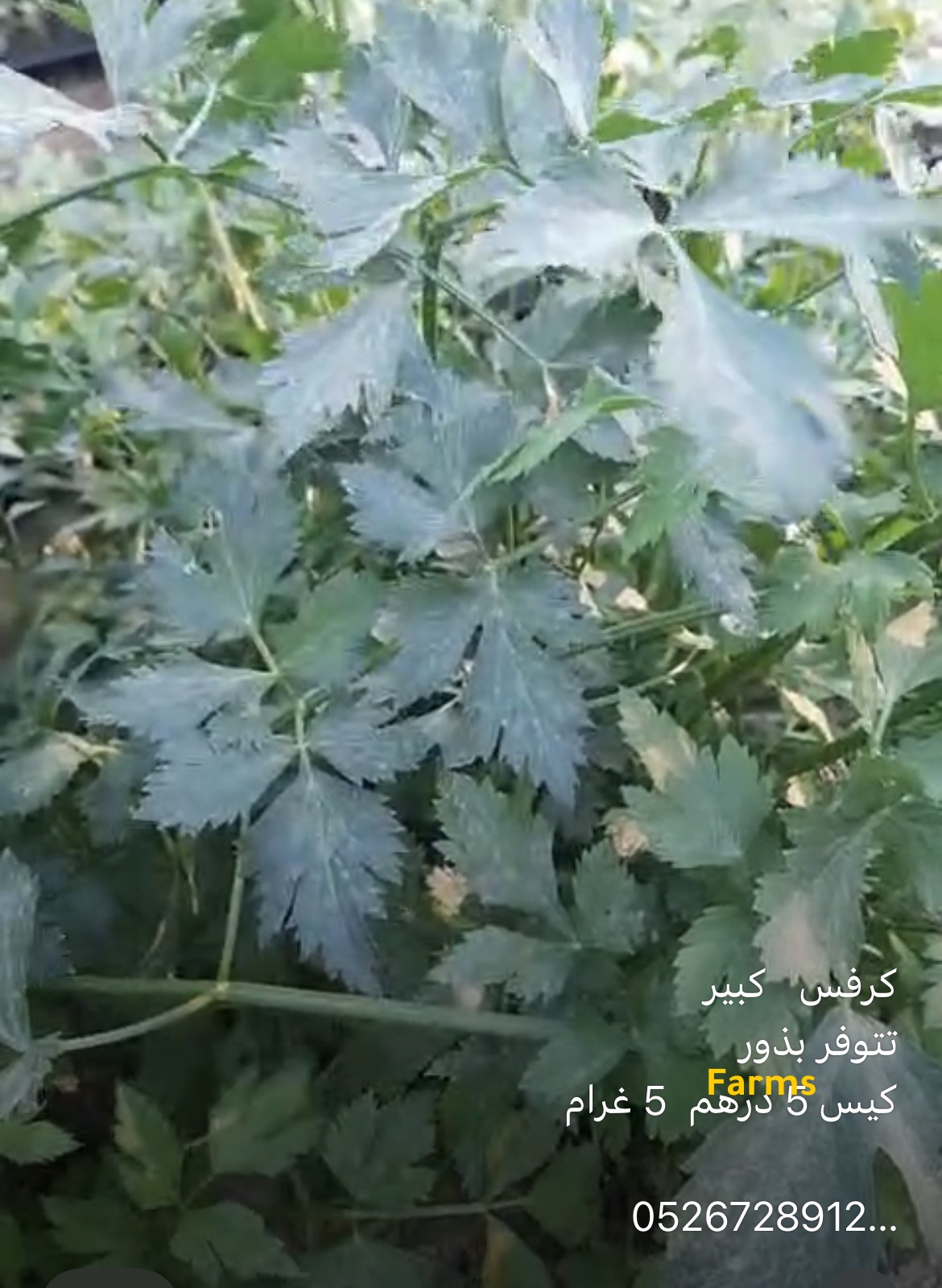 بذور كرفس للبيع