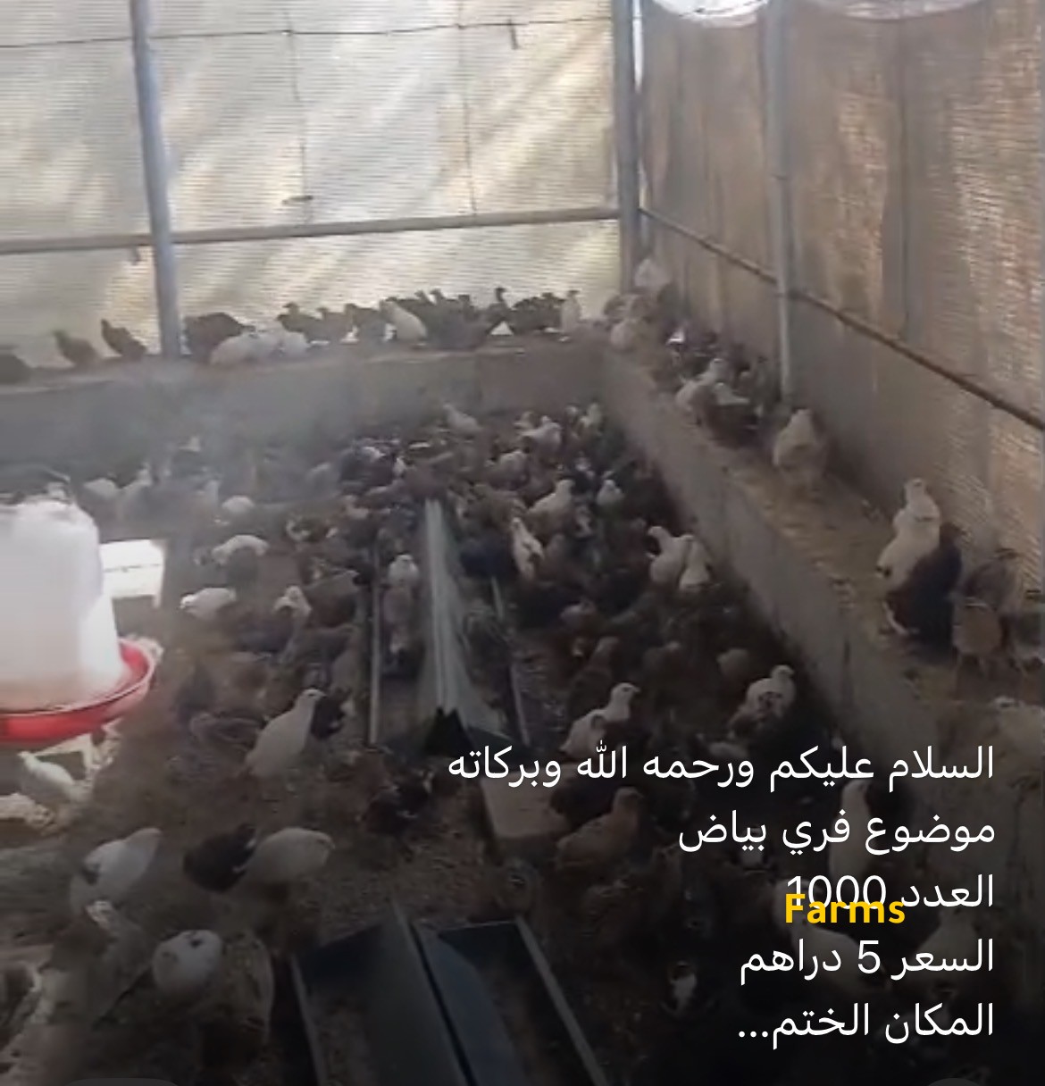 فري سمان للبيع