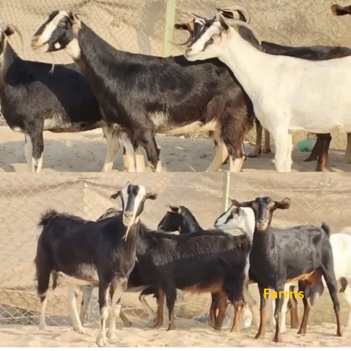 حلال معز حو