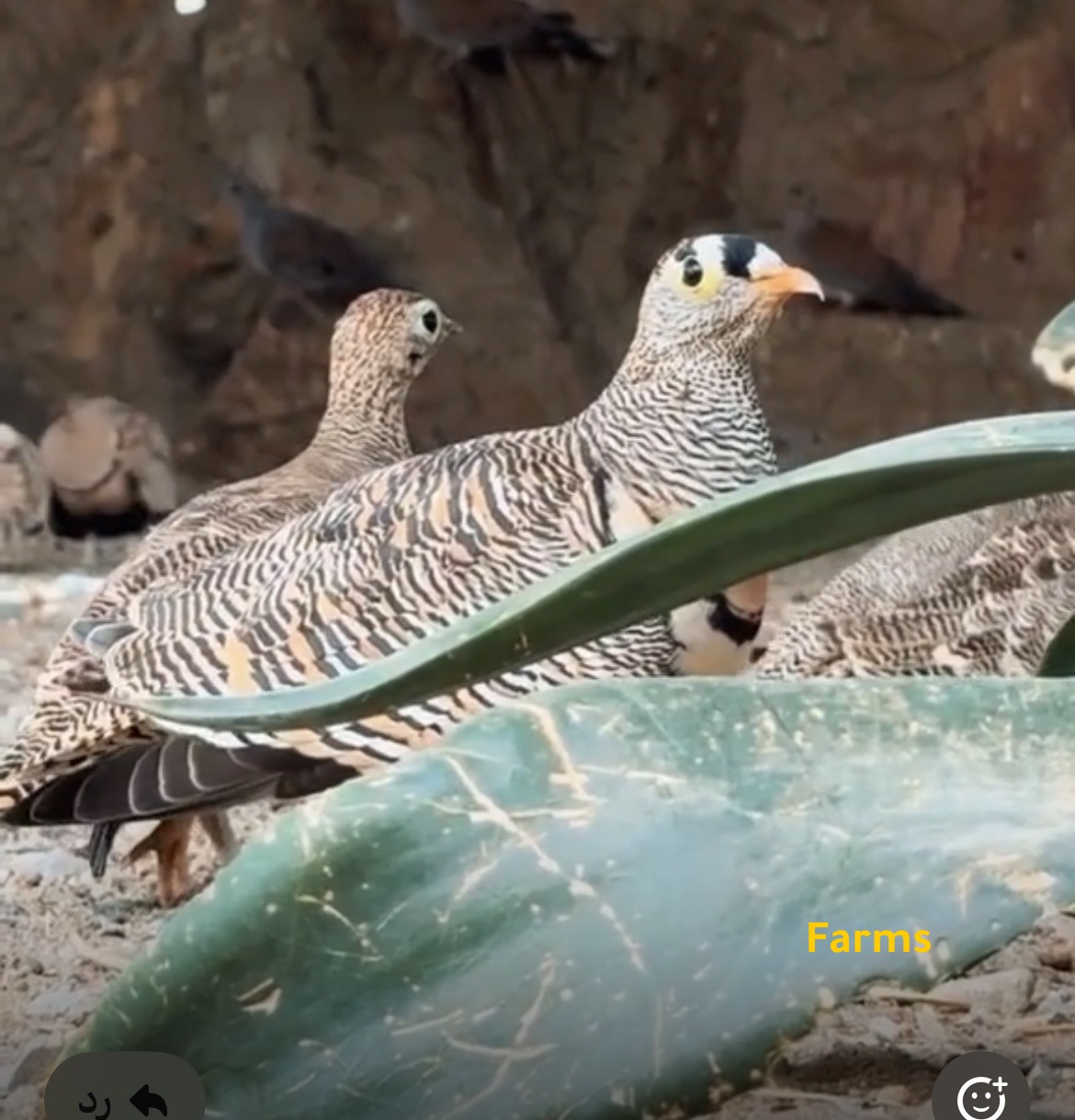 طائر العرم  ( عرم )