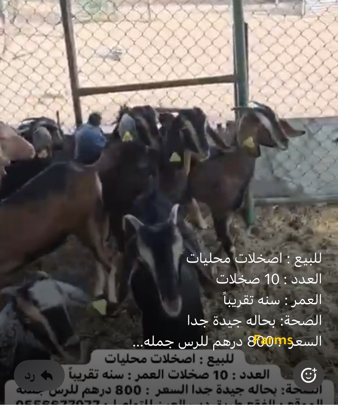 صخلات الدار