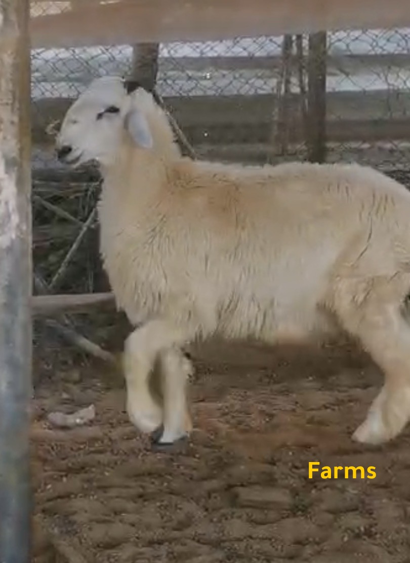 ذبيحه طلي حري