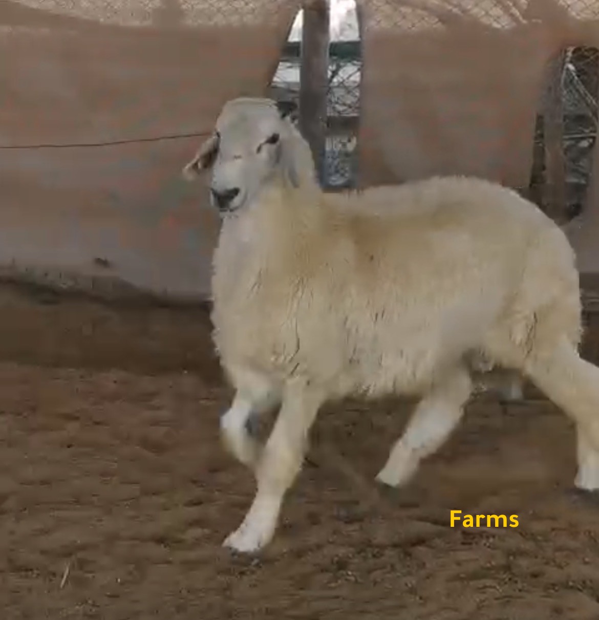 ذبيحه طلي حري