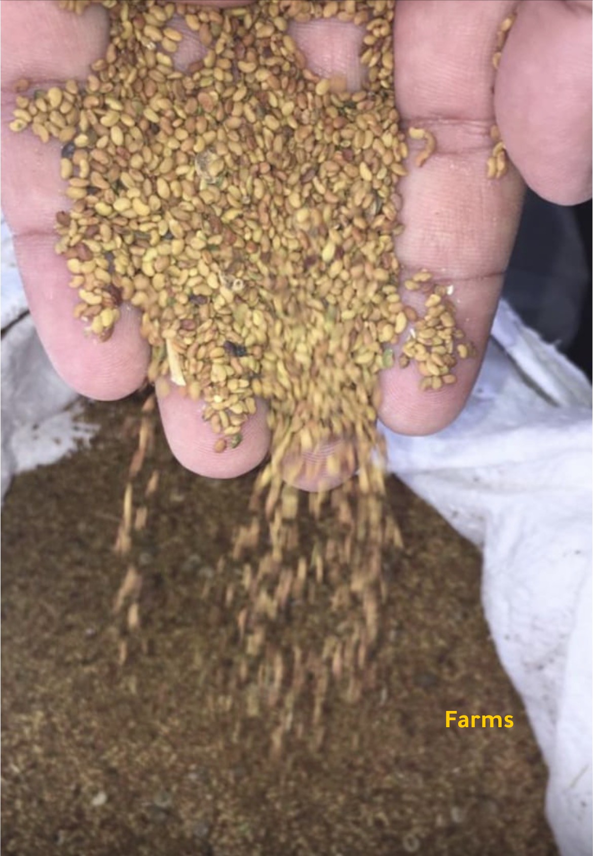 بذور جت عماني