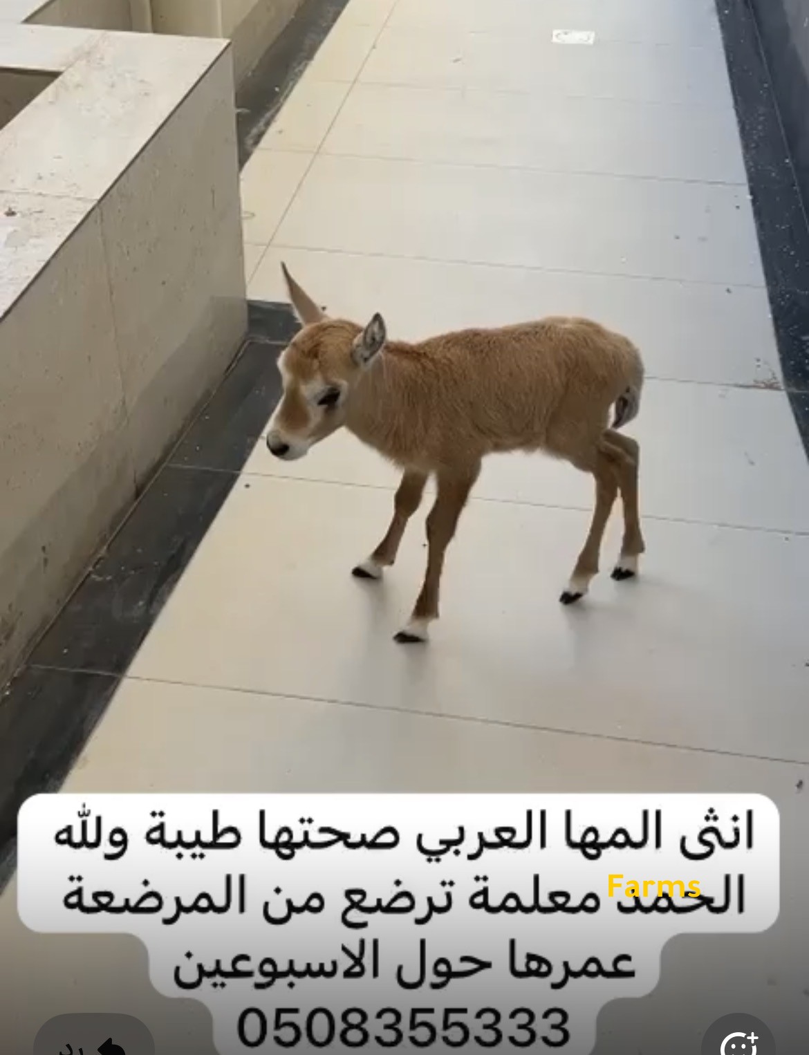 انثى غزال المها رضيع