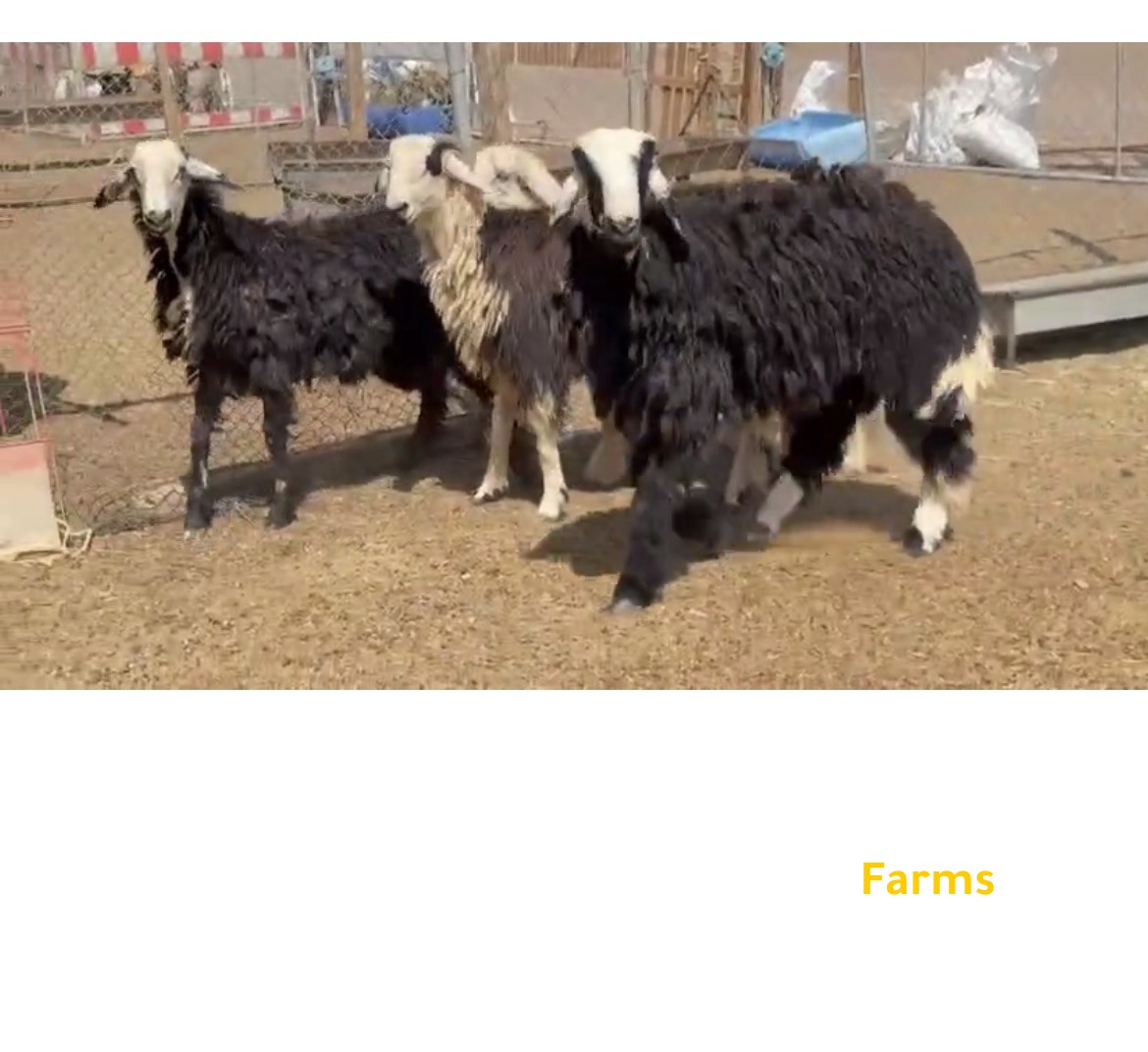 خرفان ذبايح او عقايق