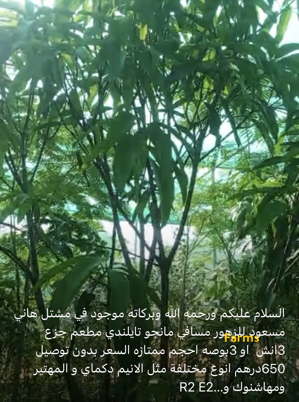 مانجوا تايلاندي