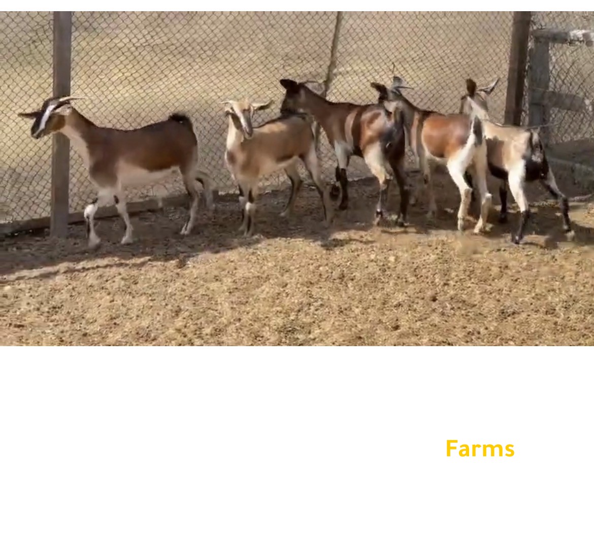 صخلات الدار