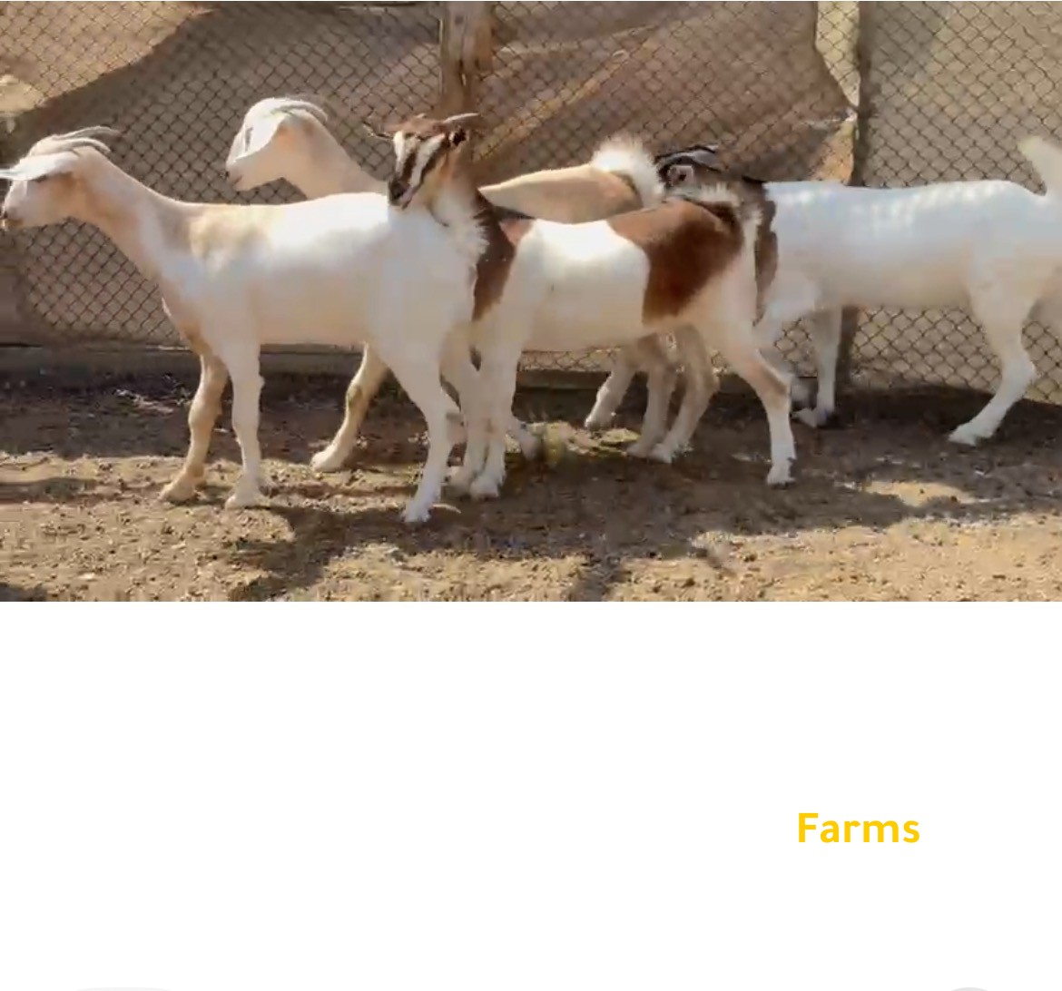 صخلات تهجين افريقي