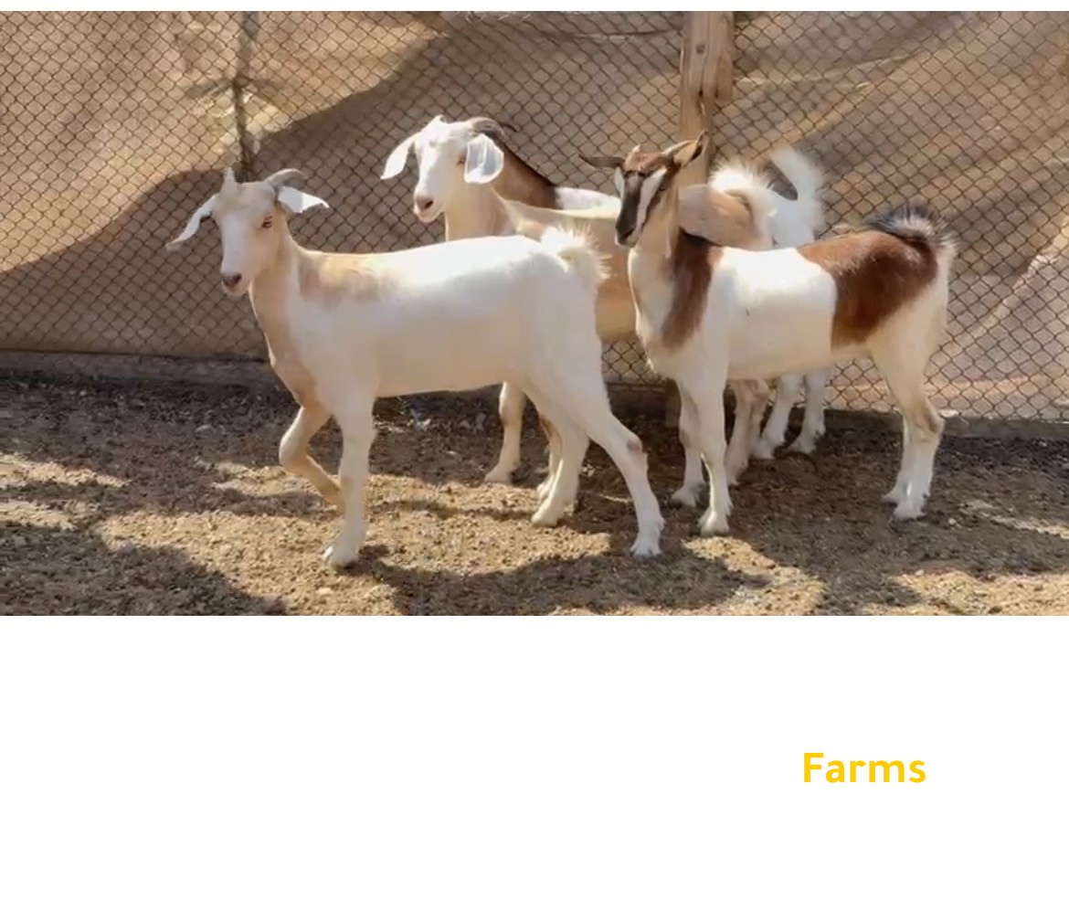 صخلات تهجين افريقي