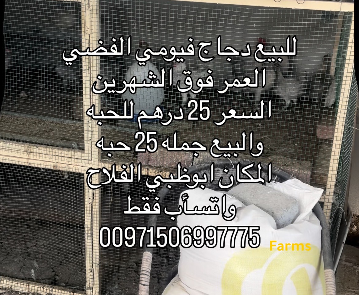 دجاج فيومي المنيوم او الفضي بعمر فوق الشهرين