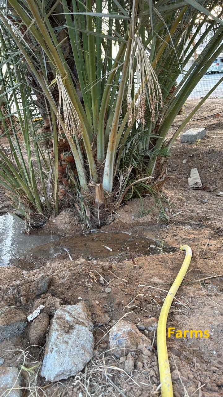 صرم نخل مكتومي