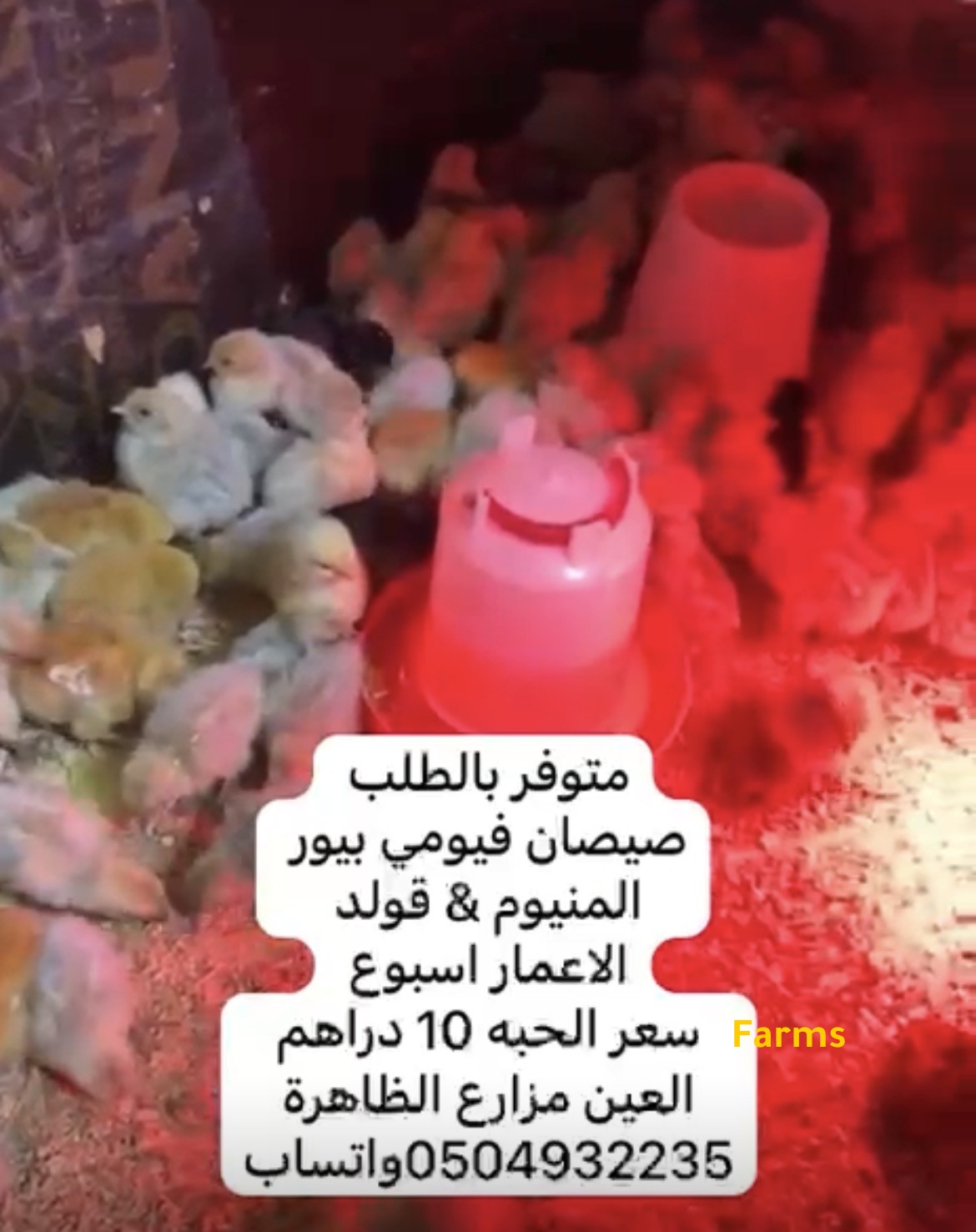 صيصان دجاج فيومي