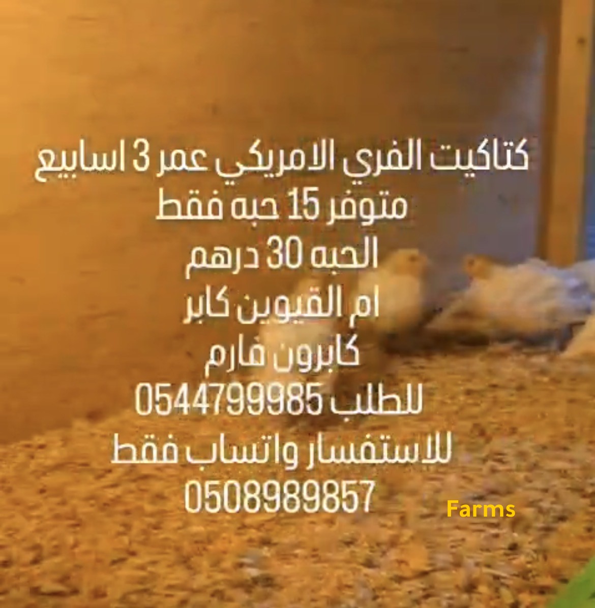 كتاكيت الفري الامريكي