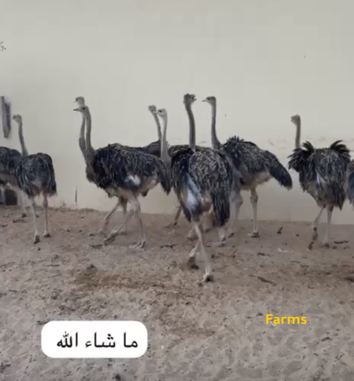 نعام ذو الرقبه السوداء