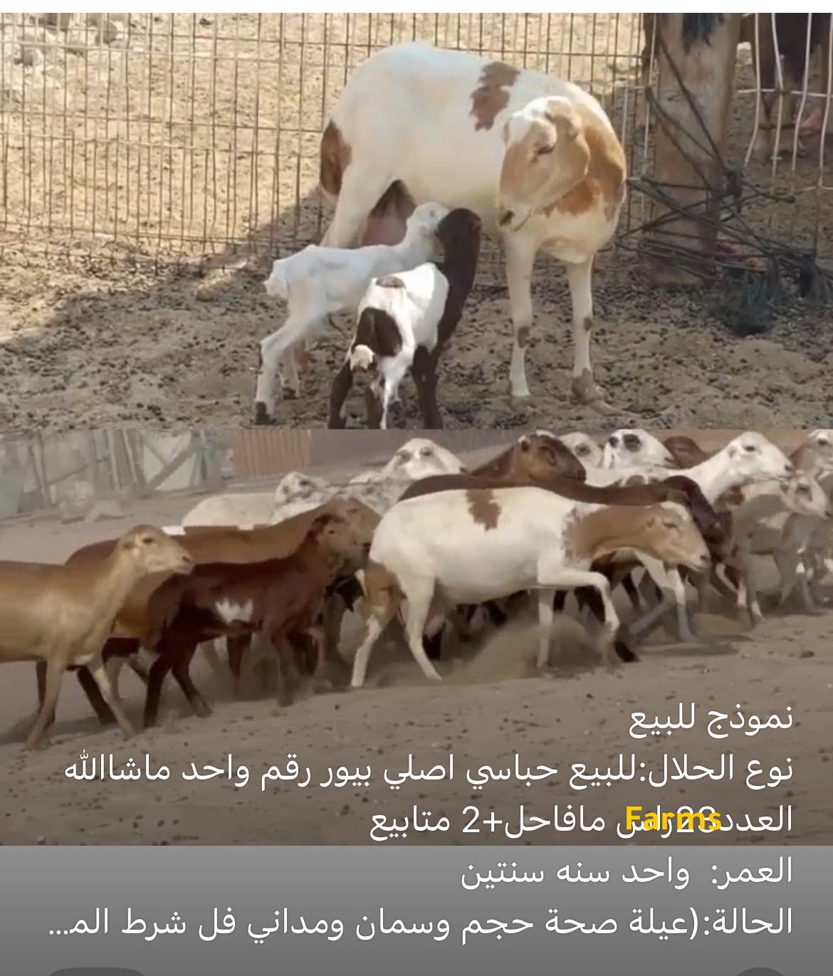 حلال حباصي للبيع