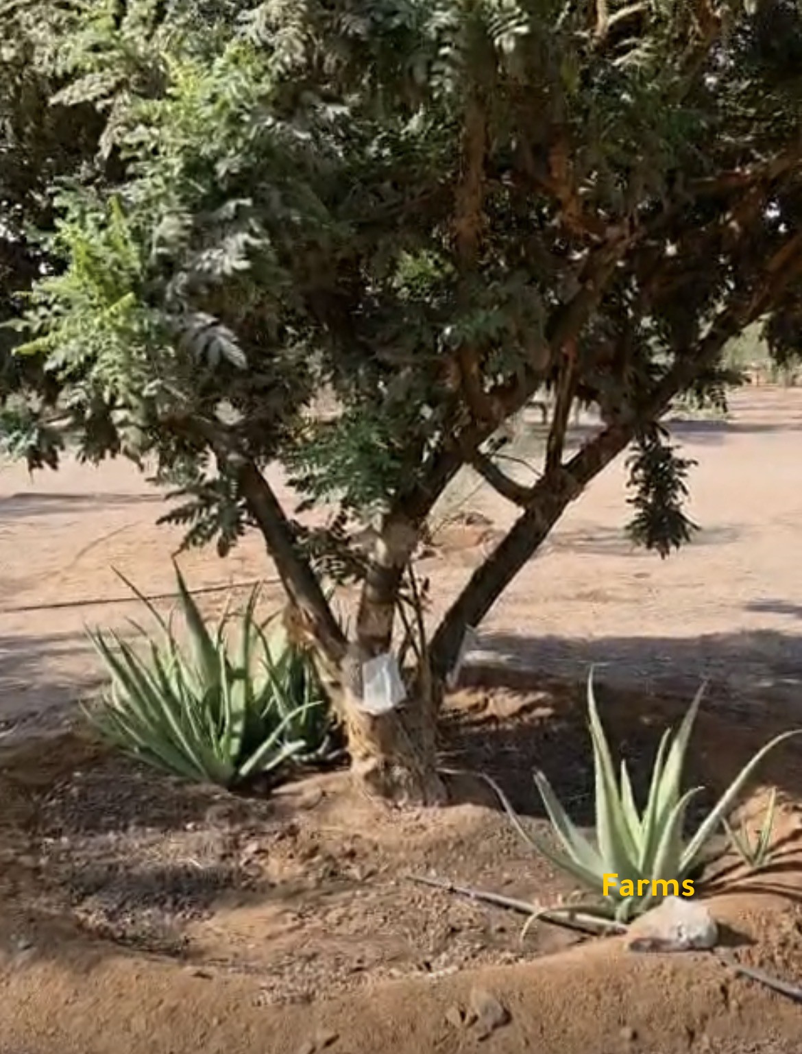 شتلات متنوعه للبيع في رأس الخيمة