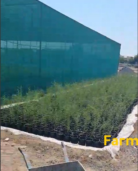 شتلات سدر محلي وغاف