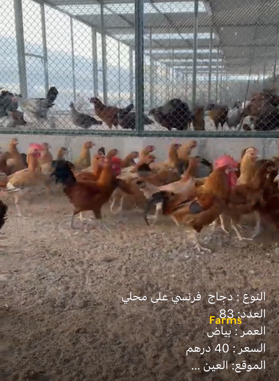 دجاج فرنسي مهجن على محلي بياض