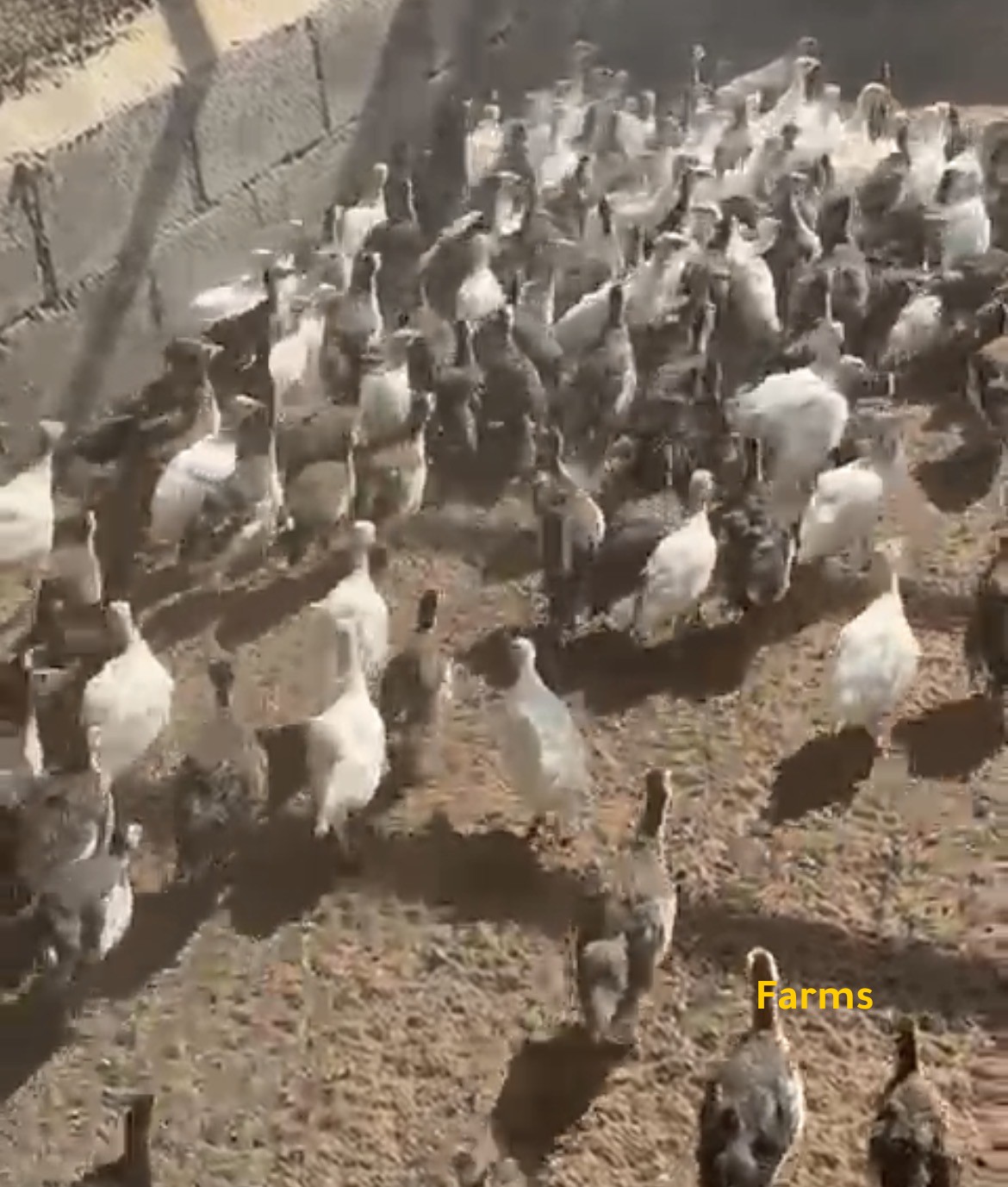 صيصان خيبر بعمر شهرين