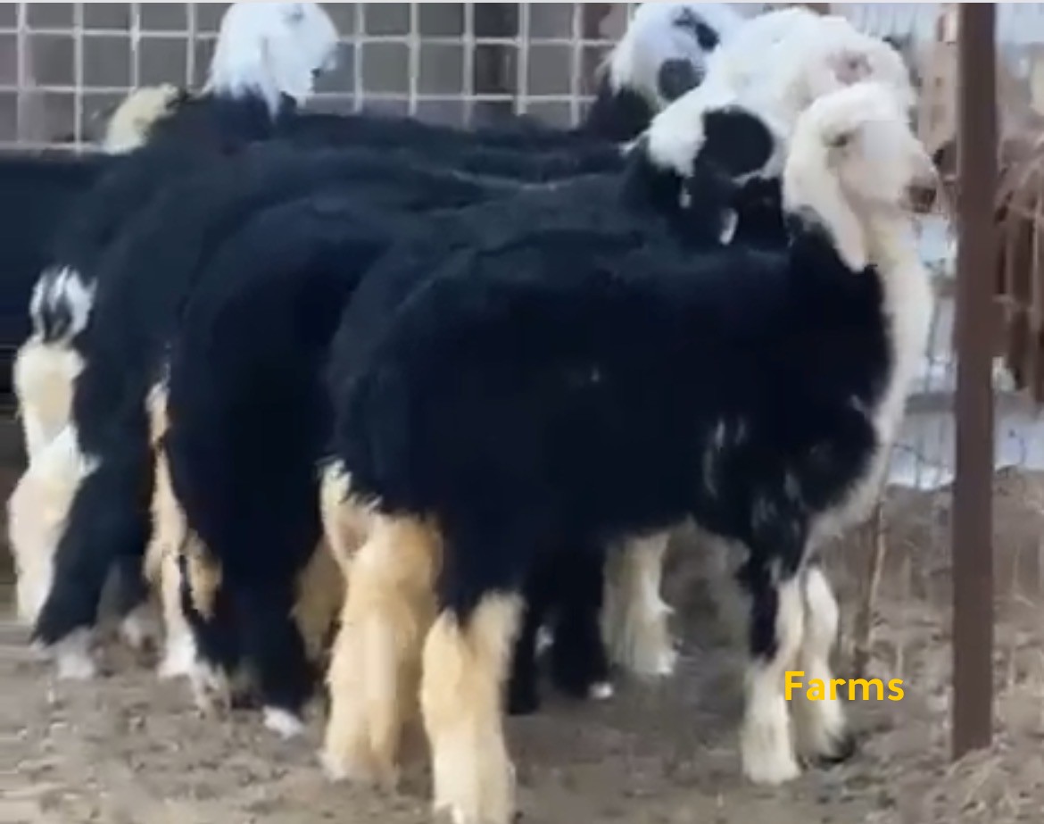 رخال وطليان نجد