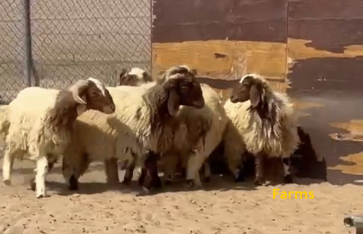 رخال وطليان نعيمي