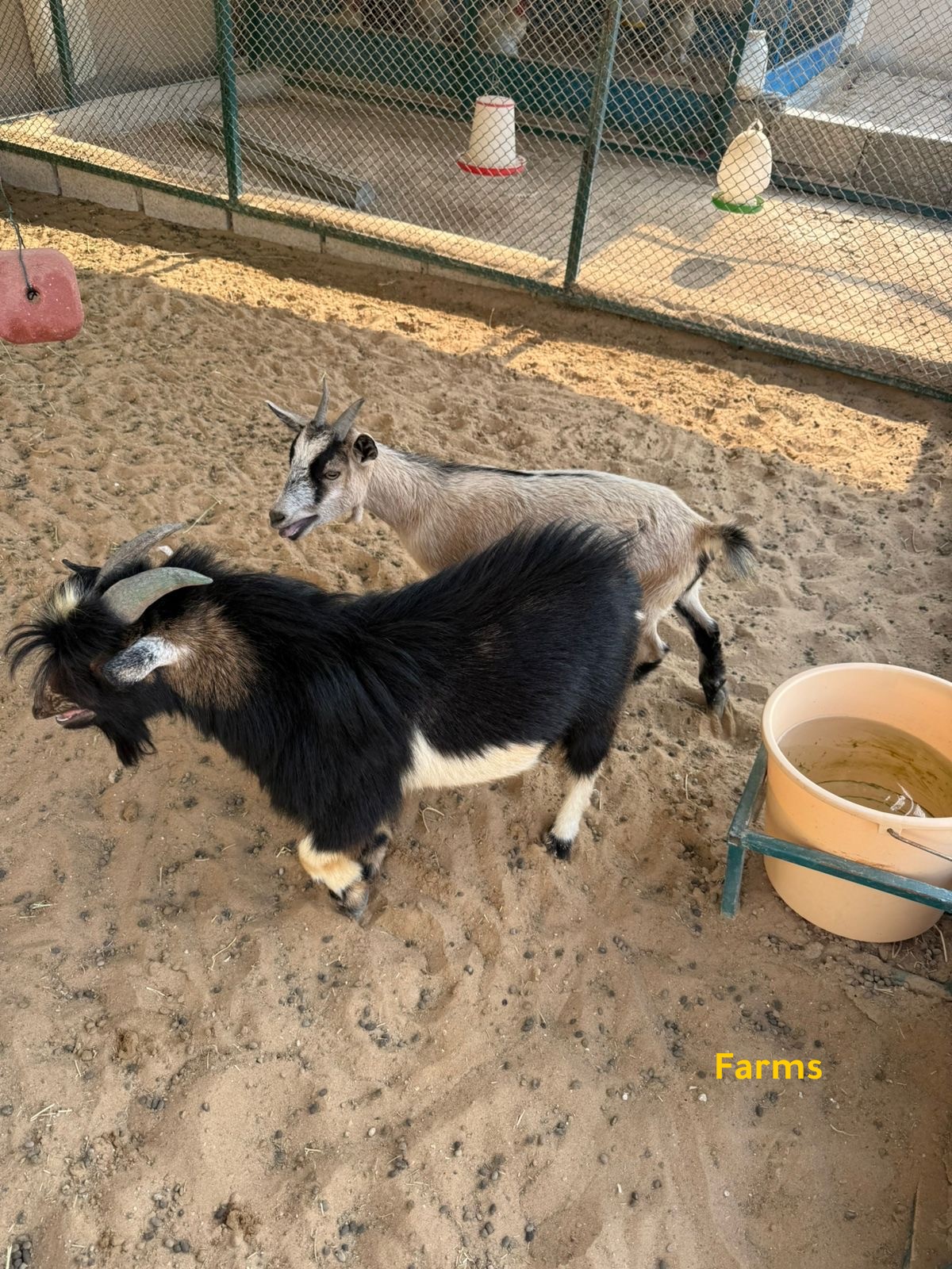 الماعز القزم