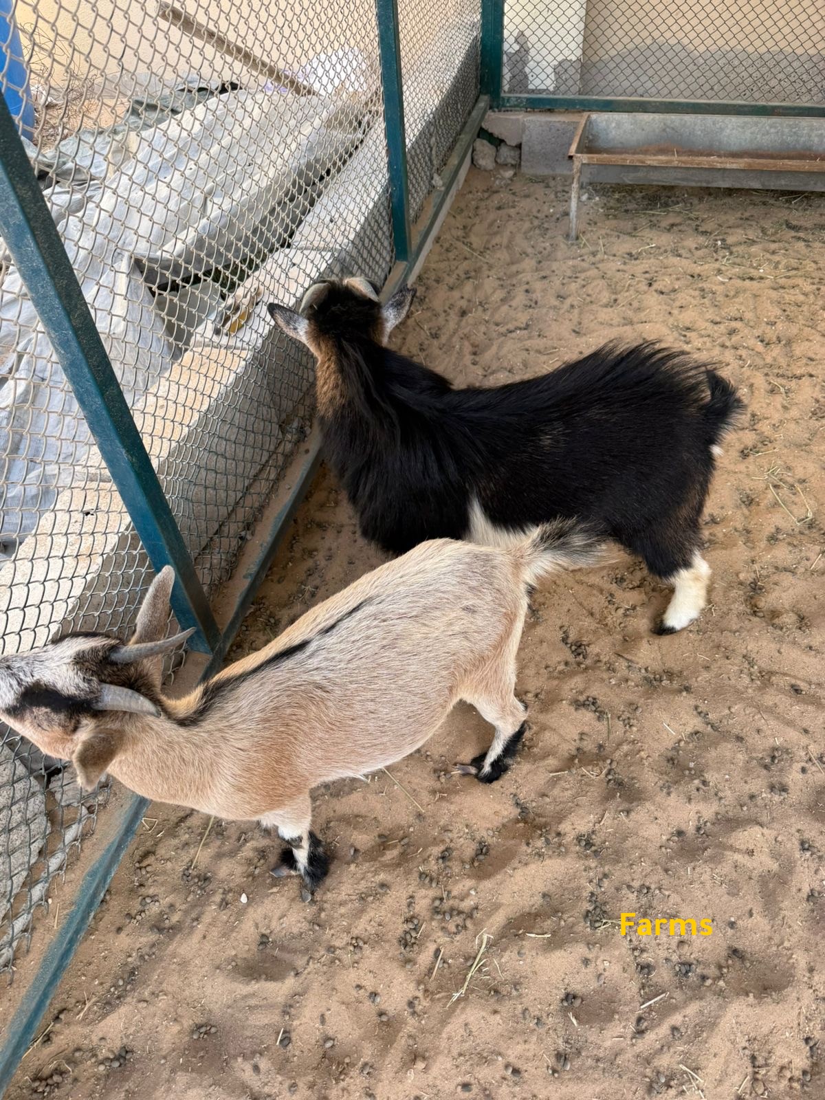 الماعز القزم