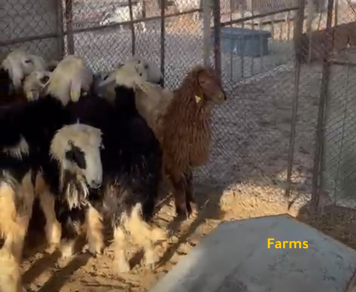 ذبايح نجد ونعبمي