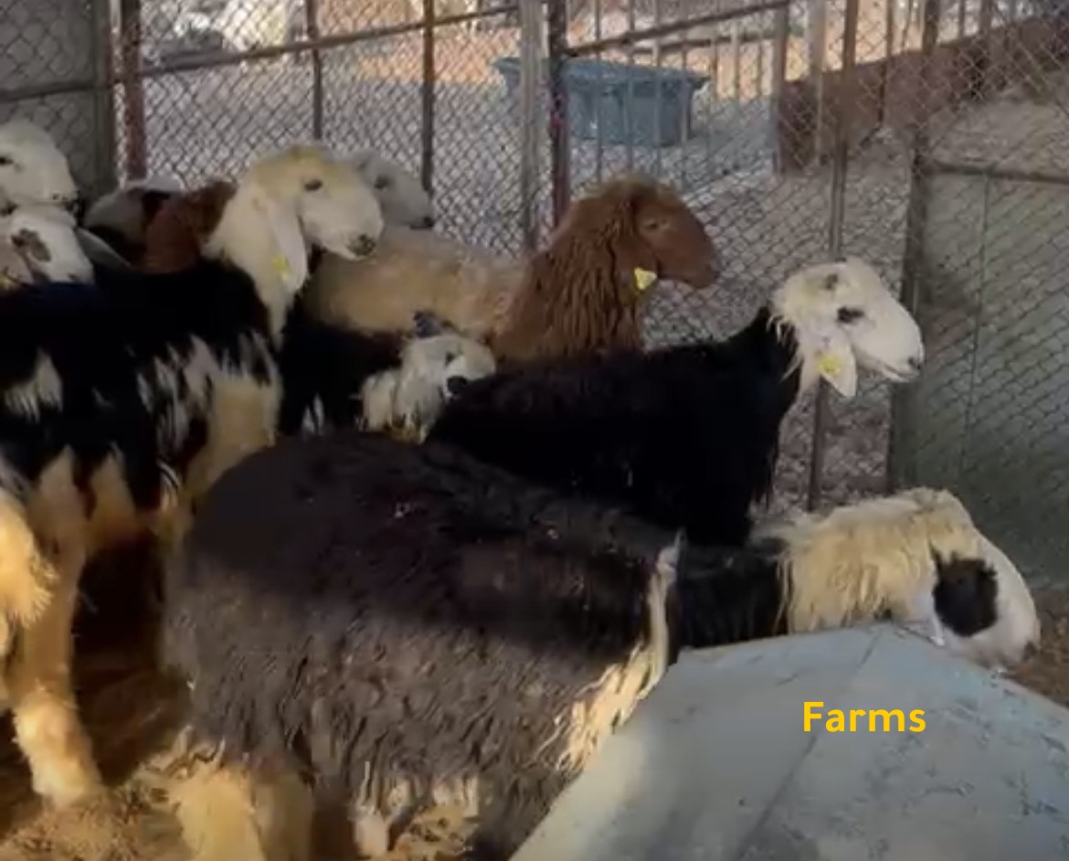 ذبايح نجد ونعبمي