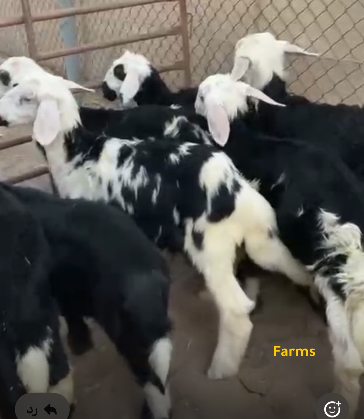 ذبايح كباش نجد