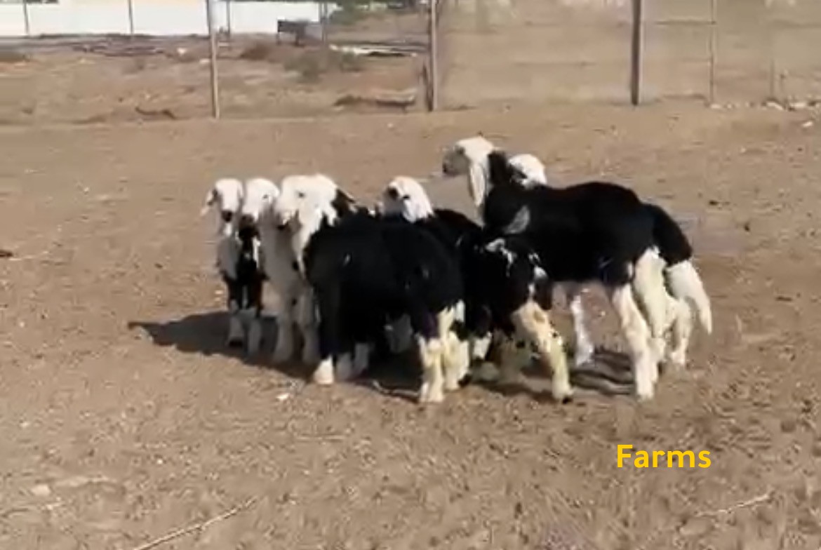 ذبايح خرفان نجديه