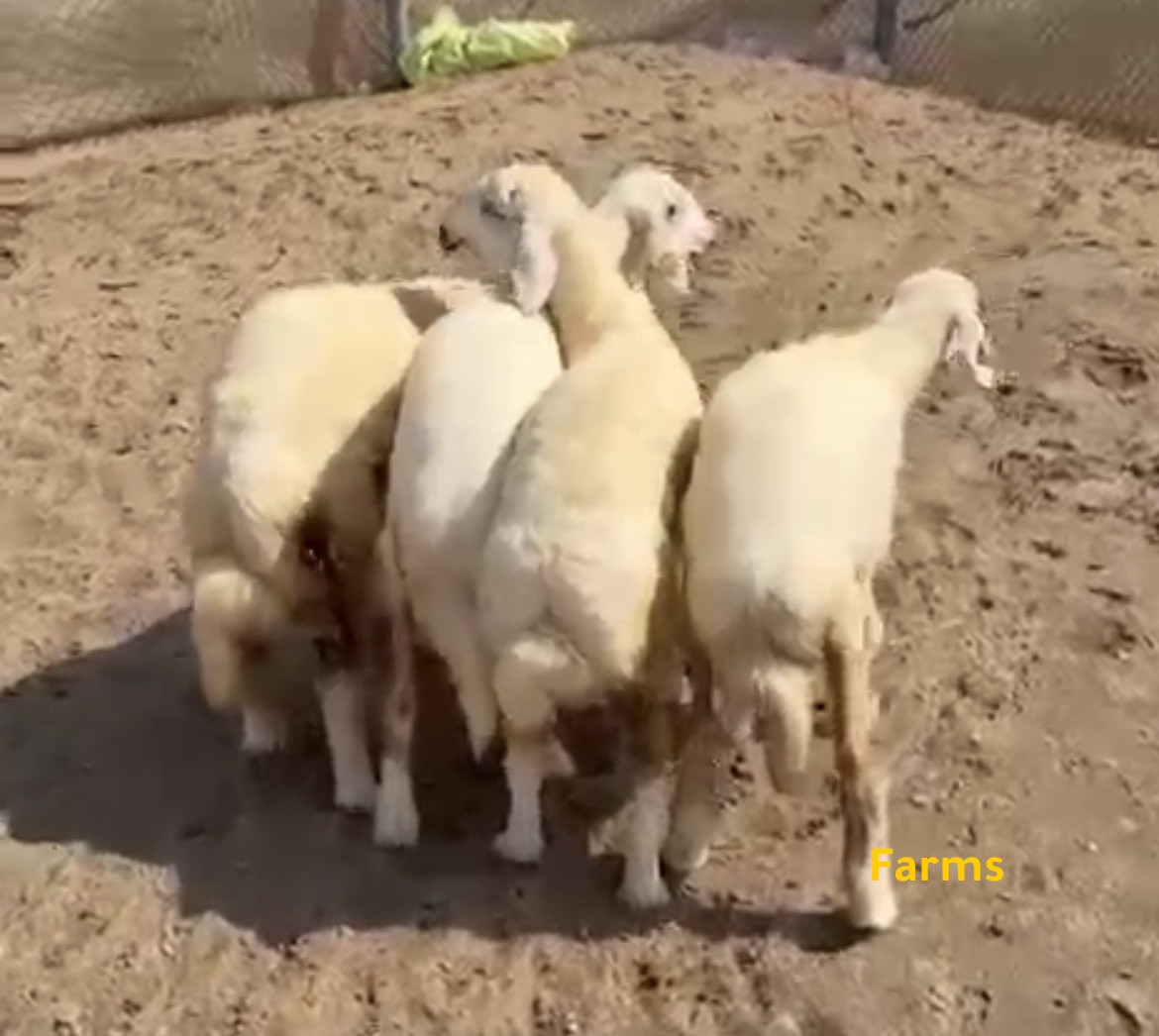 رخال حري  اغنام الامارات