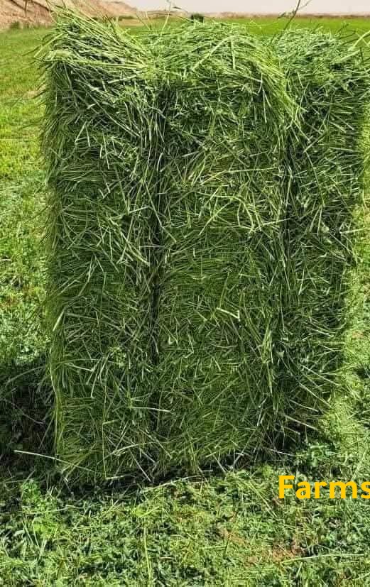 متوفر اعلاف مواشي جميع الاوزان في الامارات