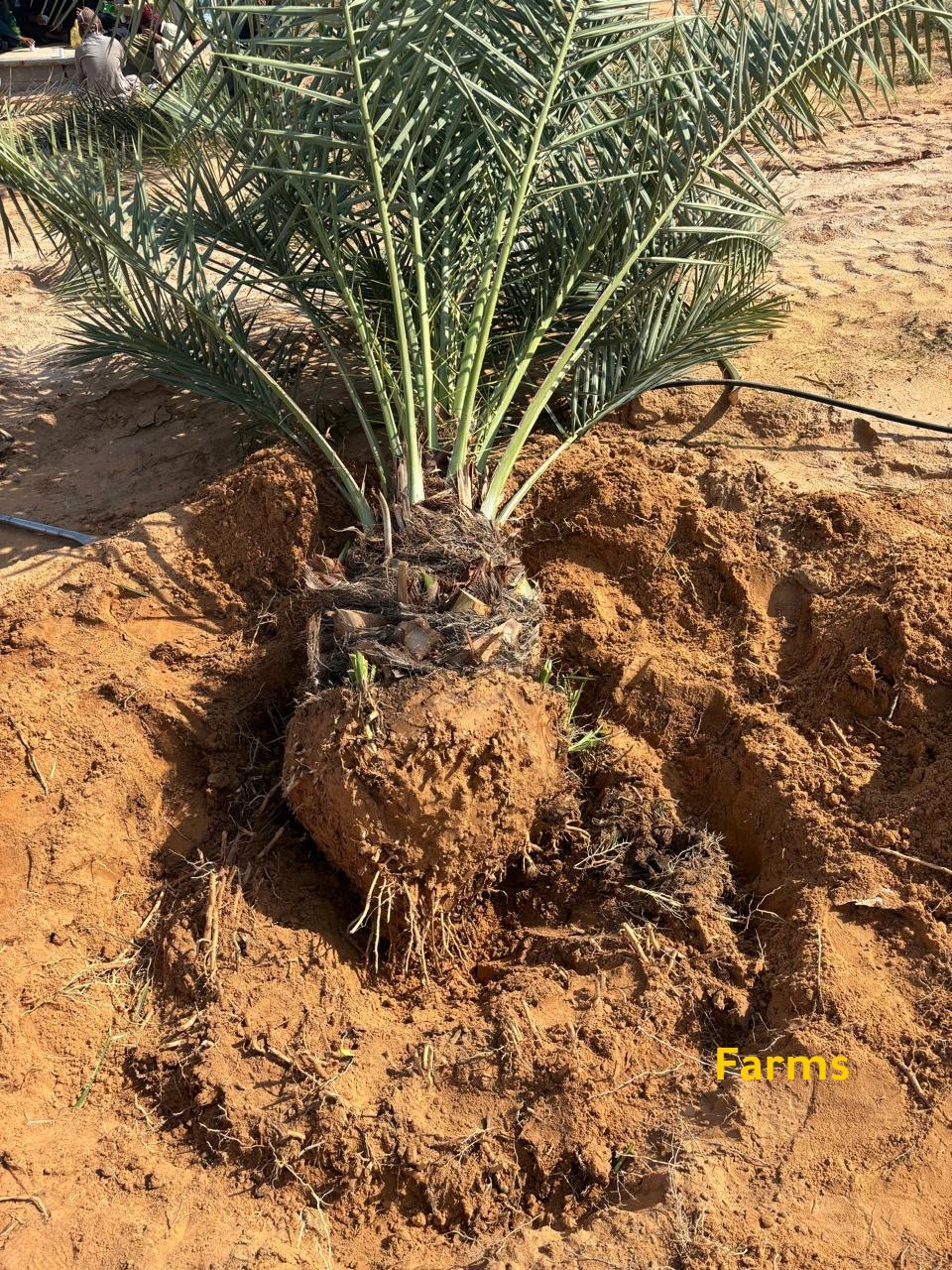 يوجد لدينا نخيل للبيع