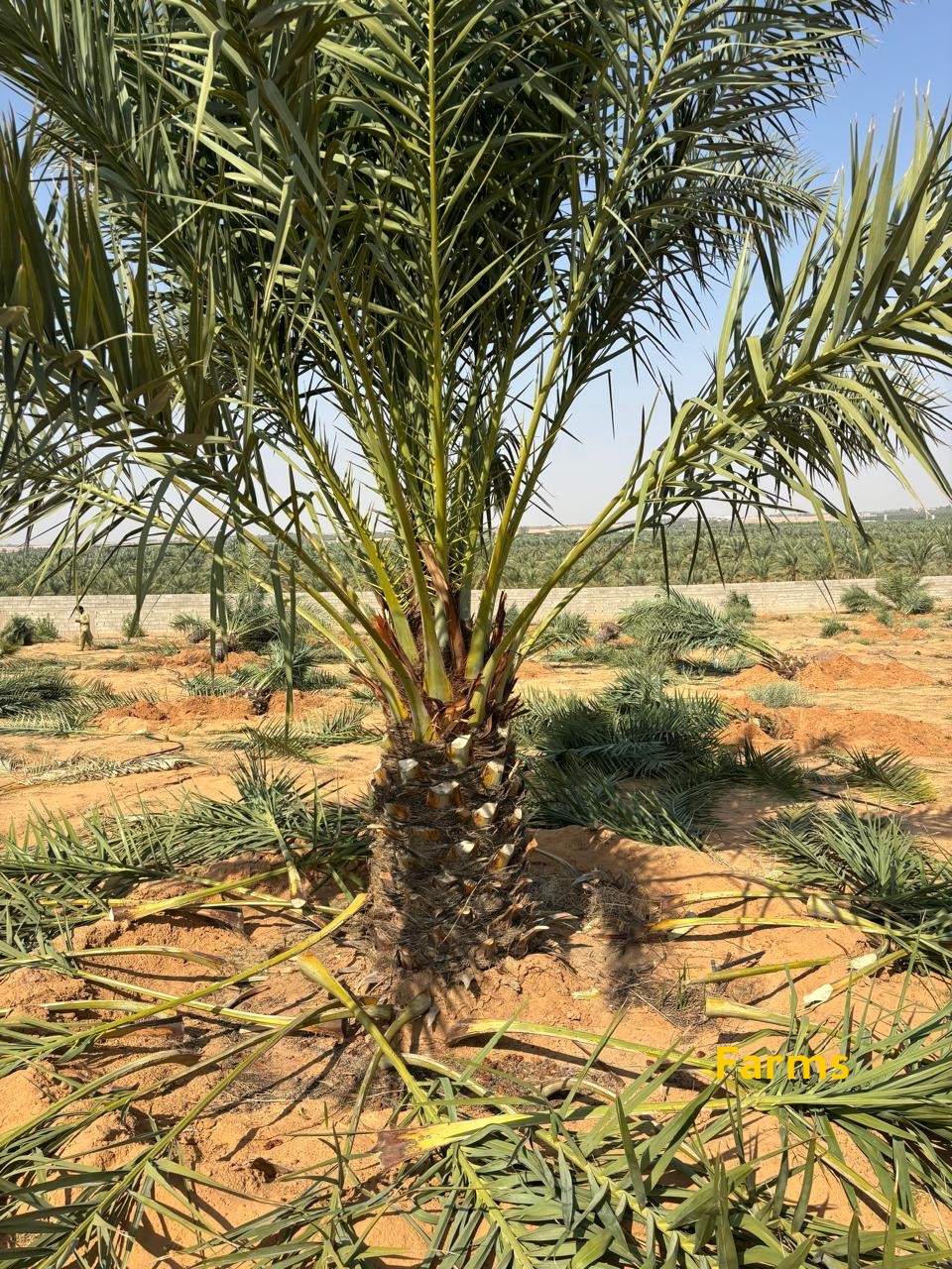 يوجد لدينا نخيل للبيع