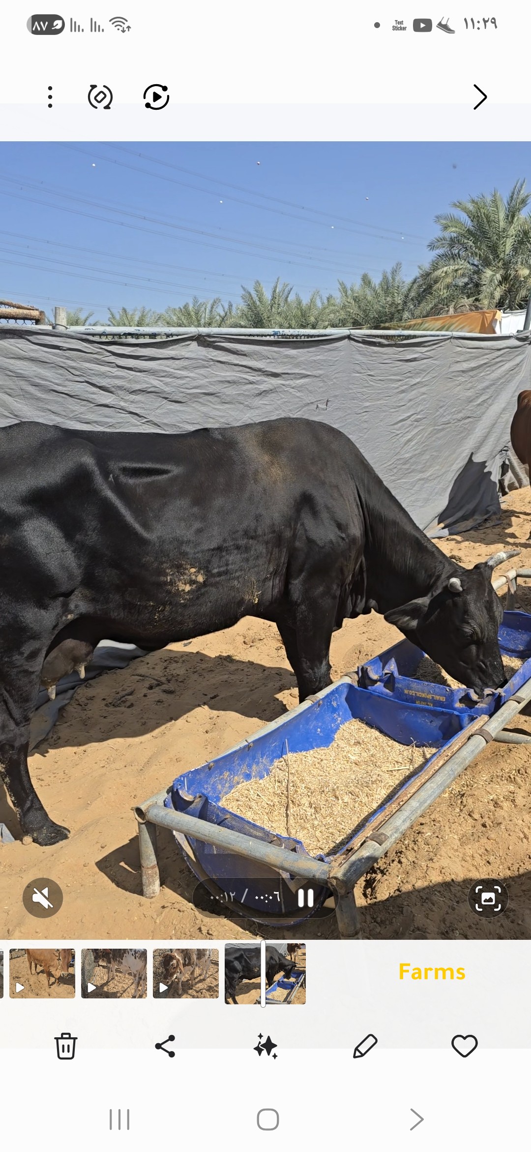 بقره باكستانيه