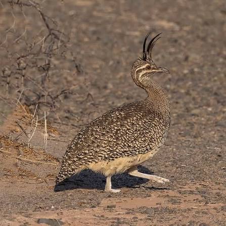 اصغر نعام في العالم تينامو للبيع