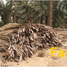 لاصحاب الحلال في ليوا سعف نخيل او جريد مجانا