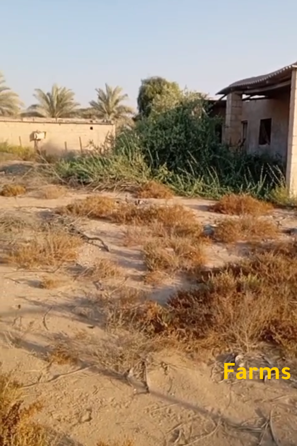 مزرعة للايجار بالختم